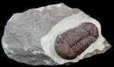 Red Barrandeops Trilobite - Hmar Laghdad, Morocco #39844-3